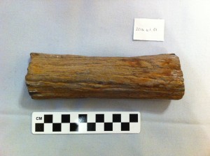 Petrified Wood - The State Rock of Mississippi